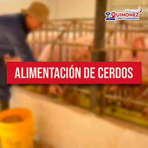 Alimentación de cerdos