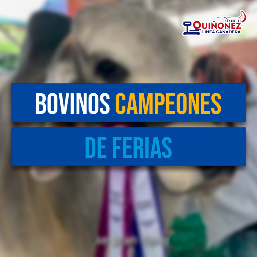Bovinos campeones de ferias