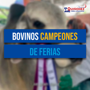 Bovinos campeones de ferias