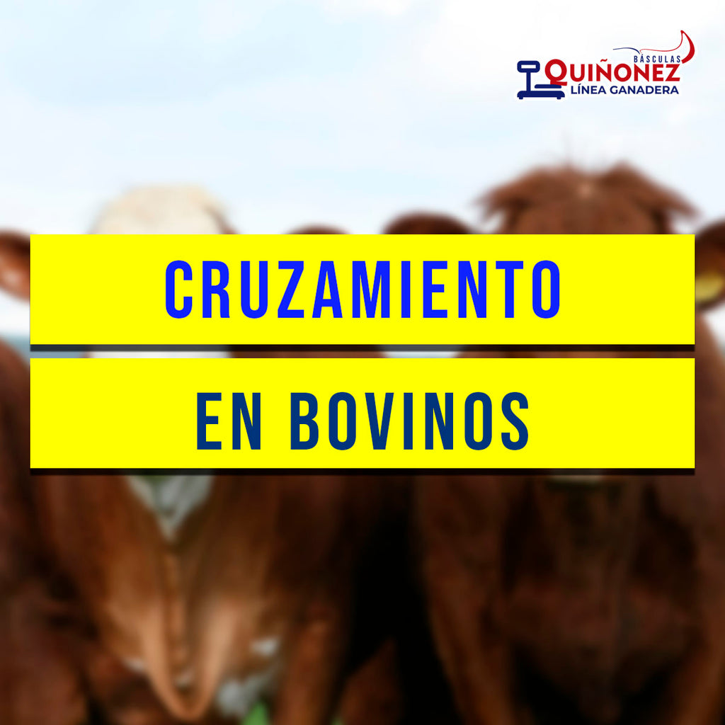 Cruzamiento de bovinos