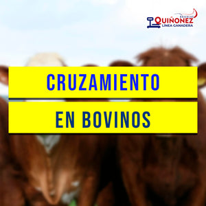 Cruzamiento de bovinos