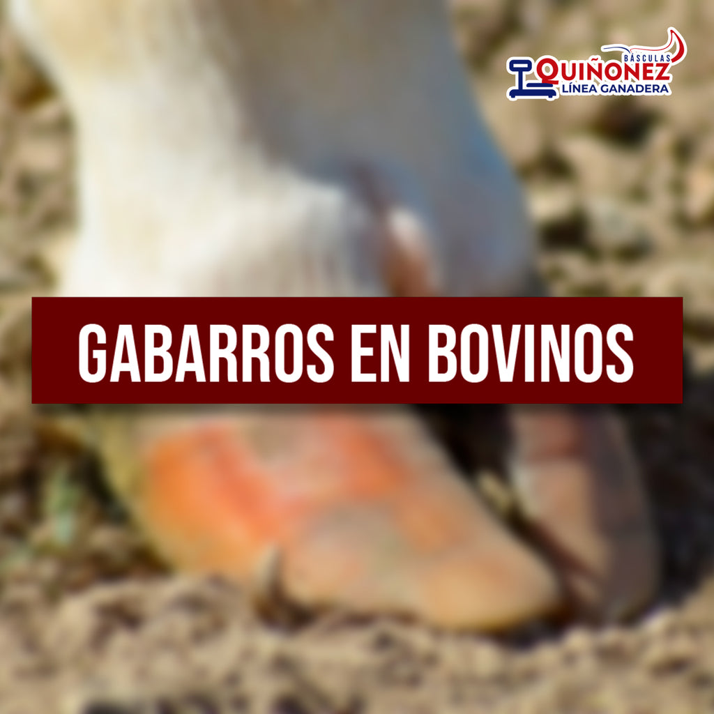 Gabarro en bovinos
