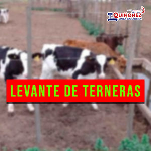 Levante de terneras