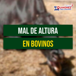 Mal de altura en bovinos