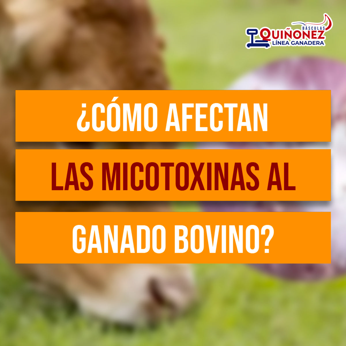 ¿Cómo afectan las micotoxinas al ganado bovino?
