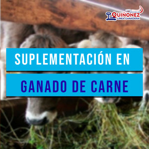 Suplementación en  ganado de carne
