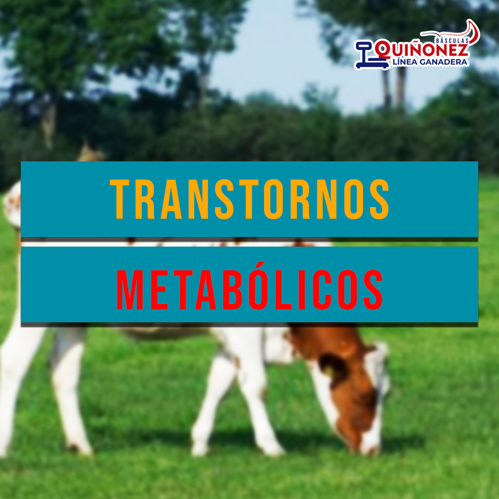 Trastornos metabólicos en las vacas lecheras