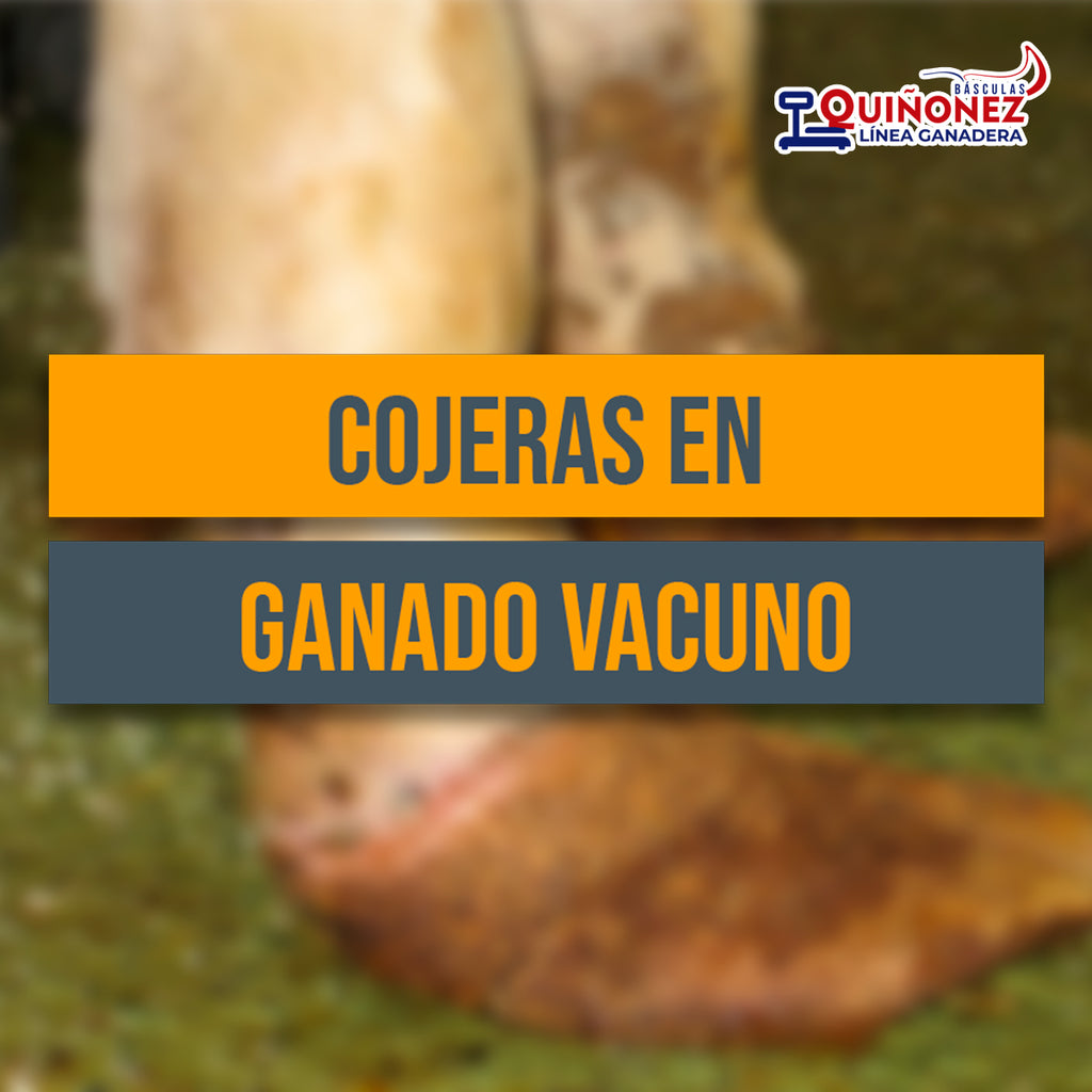 Cojeras en el ganado vacuno