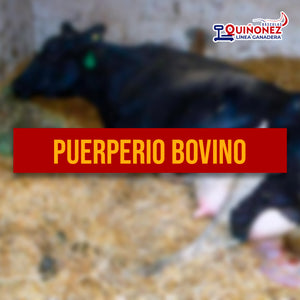 Puerperio Bovino