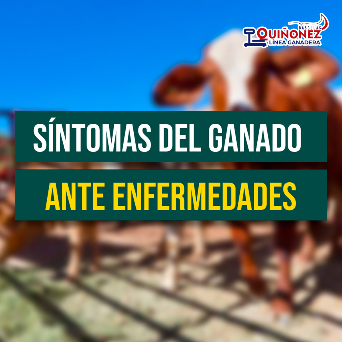 Síntomas del ganado para prevenir enfermedades