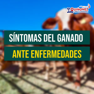 Síntomas del ganado para prevenir enfermedades
